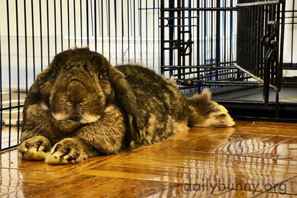 So, You Have Come to Sage Bunny for Advice? 2