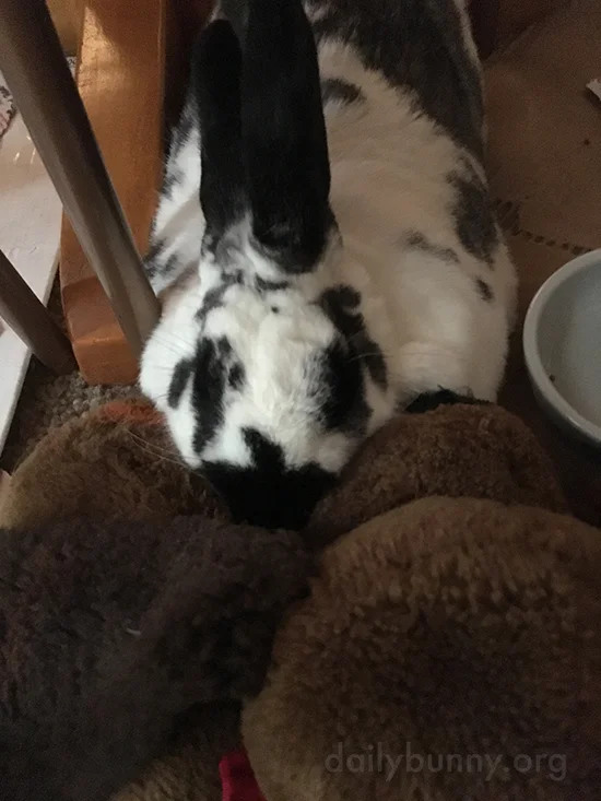Bunny and His Stuffed Pal Are Inseparable 1