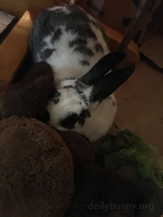 Bunny and His Stuffed Pal Are Inseparable 2