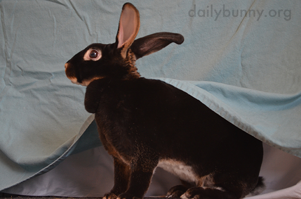Having Been Spotted, Bunny Gives Up Her Hiding Place 2