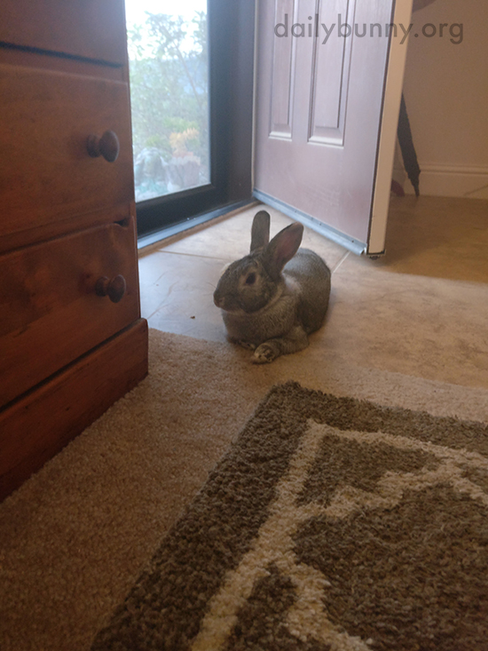 Bunny Is an Expert Lounger 2