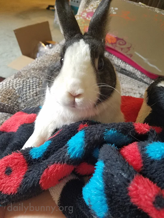 Flopped-Over Bunny Is Fast Asleep — The Daily Bunny