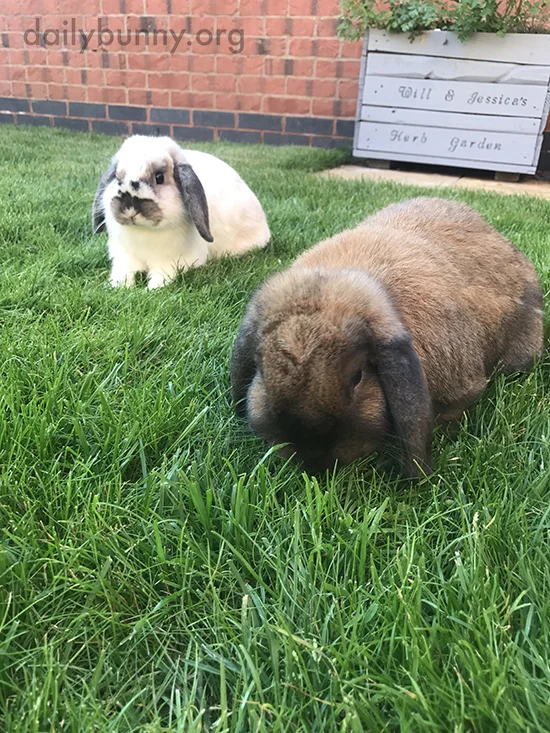 Bunnies Stick Near the Herb Garden, Maybe to Have a Nibble When Human Isn't Looking 1