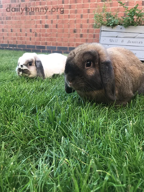Bunnies Stick Near the Herb Garden, Maybe to Have a Nibble When Human Isn't Looking 2