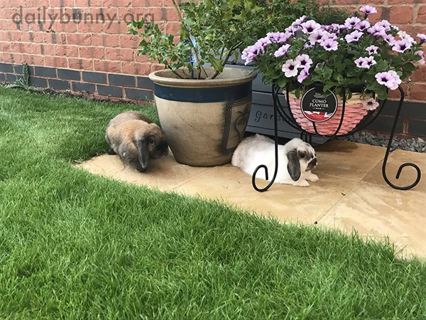 Bunnies Stick Near the Herb Garden, Maybe to Have a Nibble When Human Isn't Looking 3