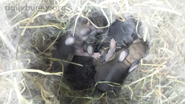 Bunny Surprises Caretakers with a Litter of Babies! 3