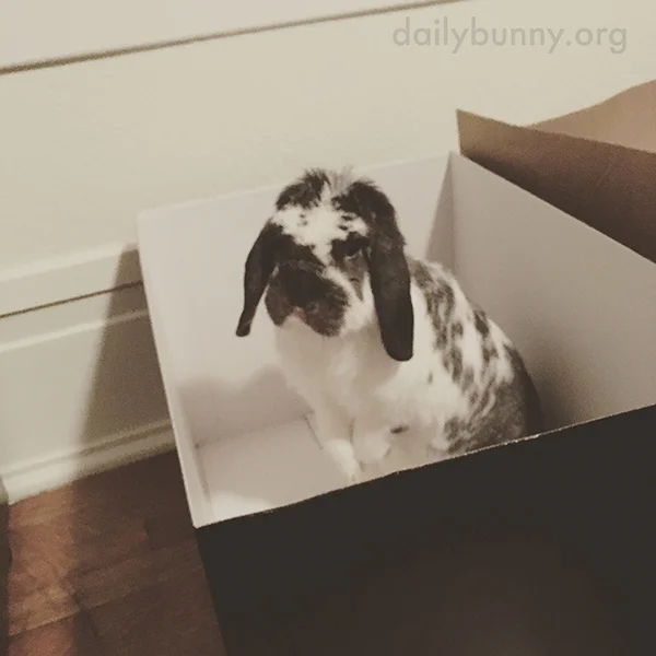 Okay, Human, I'm Ready for You to Fill This Box with Treats!