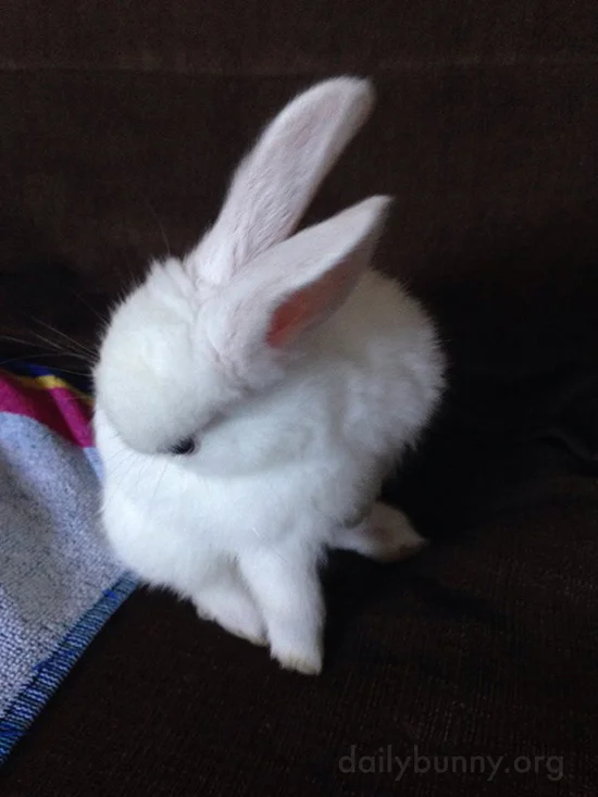 Bunny Makes Himself at Home on the Sofa 2