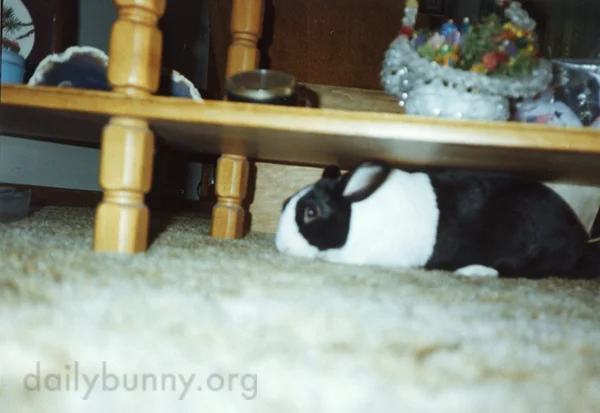 Bunny Is Just Small Enough to Get Under that Table