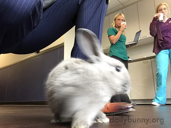 Large Therapy Rabbit Therapy Bunny Makes Patients (and Staff) Happy — The Daily Bunny