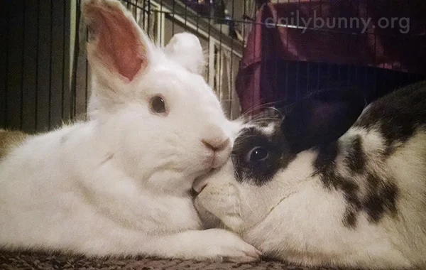 Bonded Bunnies Have the Cutest Cuddles