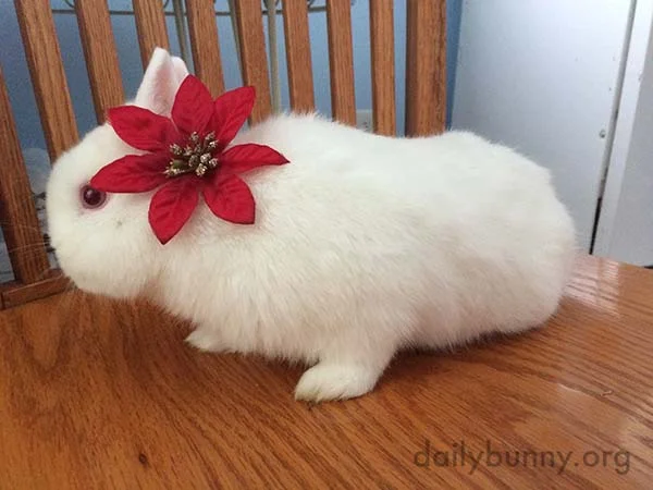 More Christmas Bunnies! 1