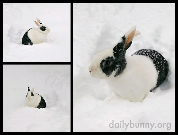 Bunny's Out for Some Digging in the Snow 2