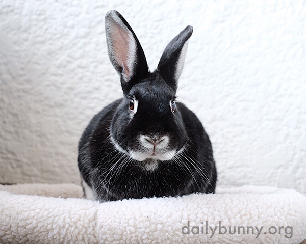 Up for a Staring Contest, Human?