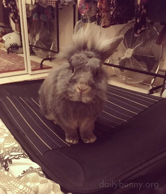 Did You Pack My Greens and Bananas, Human?