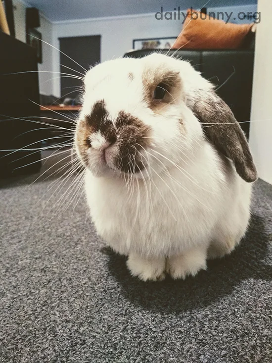 Bunny Has Such Long Whiskers!