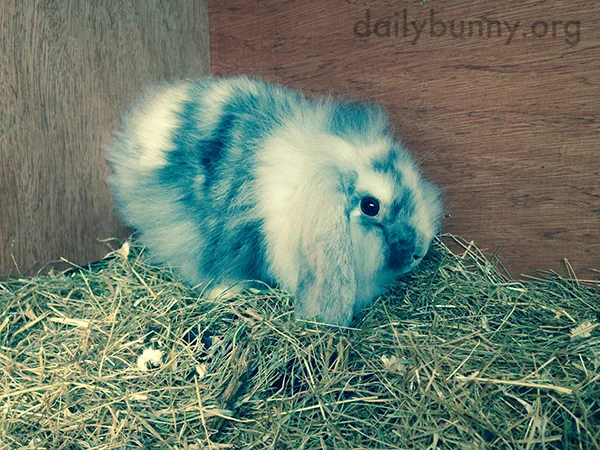 Tiny Bunny Is in a Sea of Hay