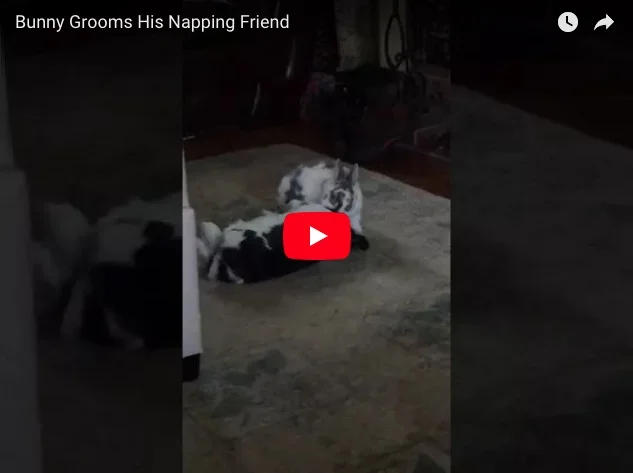 Bunny Grooms His Napping Friend