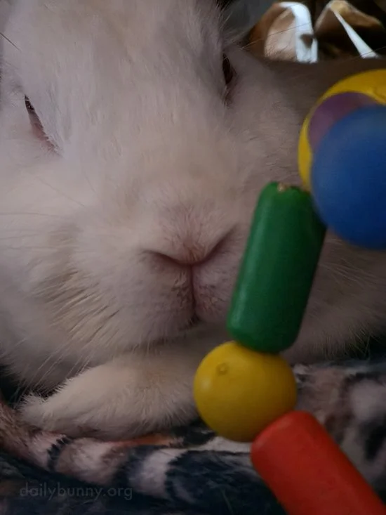 Just Look at This Boopable, Smoochable Nose