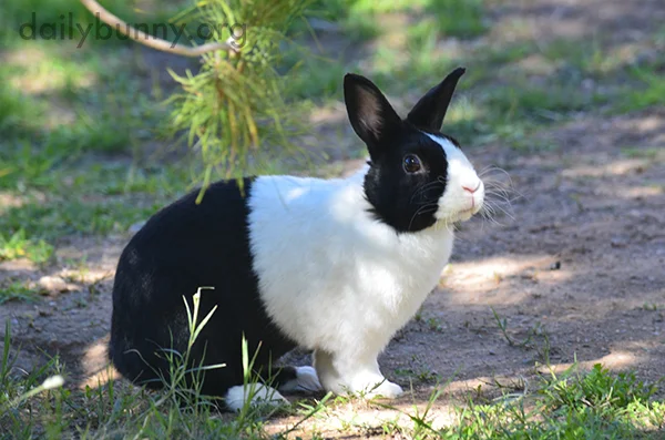 Bunny Holds a Pose Just Long Enough for a Photo
