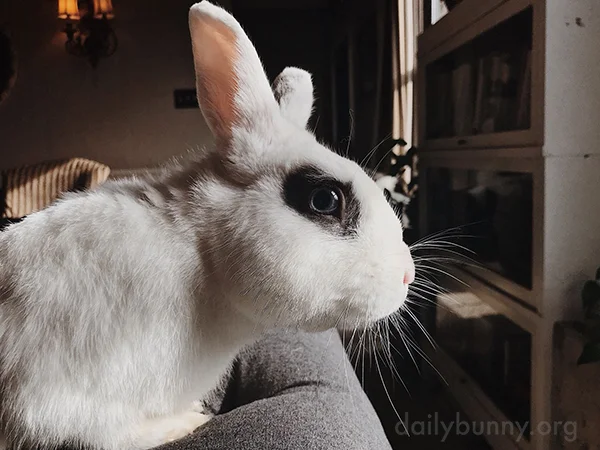 Bunny Is Watching Intently... Very Intently