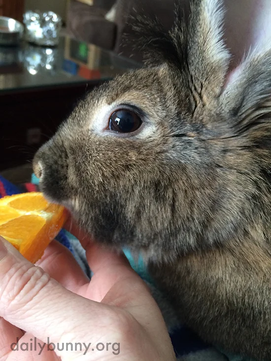 Bunny Expresses His Feelings at Not Being Taken on the Family Trip