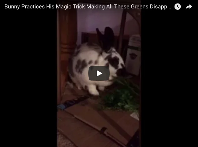 Bunny Practices His Magic Trick: Making All These Greens Disappear