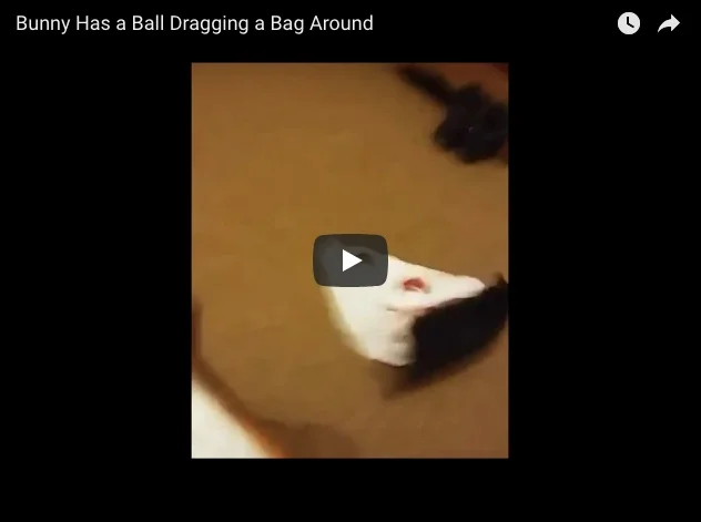 Bunny Has a Ball Dragging a Bag Around