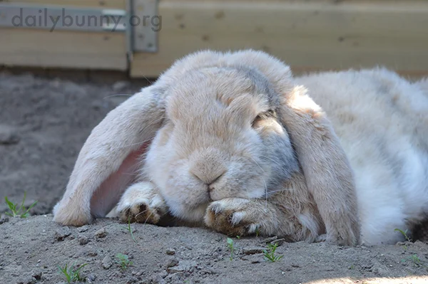 Nothing Better Than a Nap on the Cool Dirt
