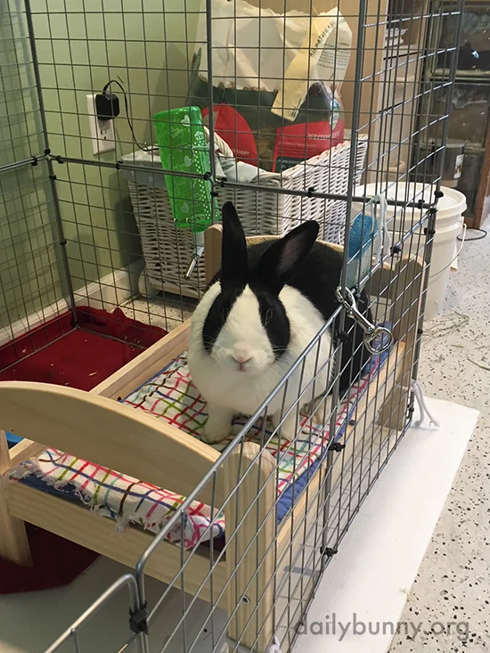 Bunny Sits on Her Neatly-Made Bed
