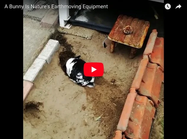 A Bunny Is Nature's Earthmoving Equipment