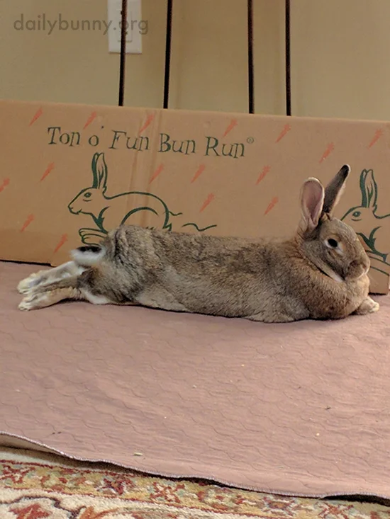 Sometimes Even Bunny Needs a Break from Having a Ton o' Fun