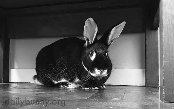 Don't Worry, Human, I Would NEVER Nibble on This Furniture!