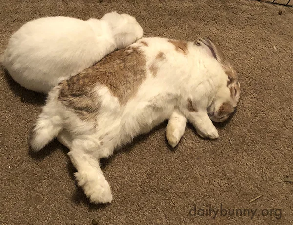 Very Contented Bunnies Nap Together