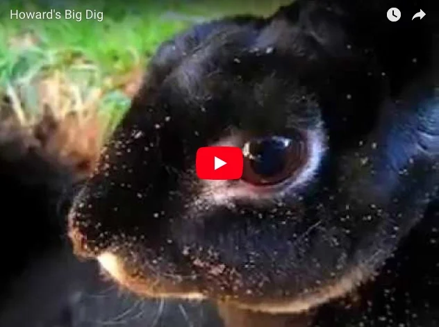 Throwback: Howard's Big Dig!