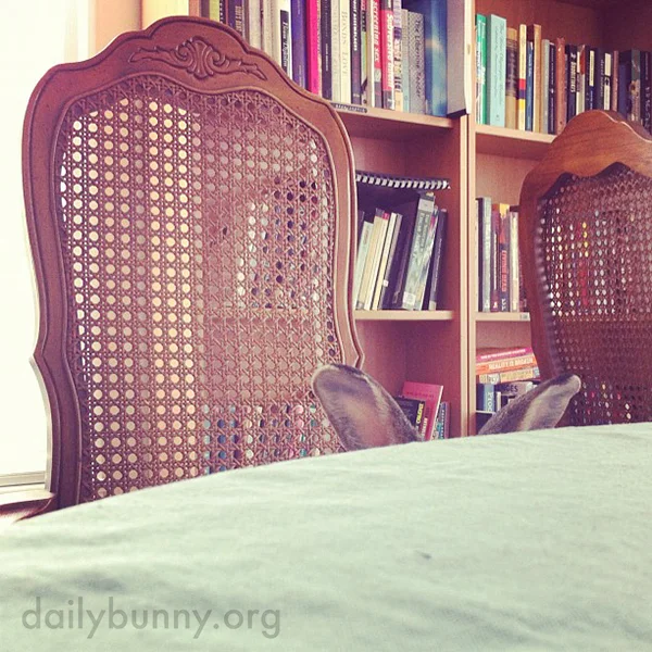 Throwback: Bunny Lies in Wait for the Salad