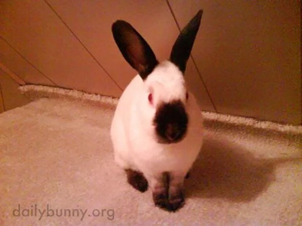 Bunny Looks Like He Stuck His Nose in an Inkwell