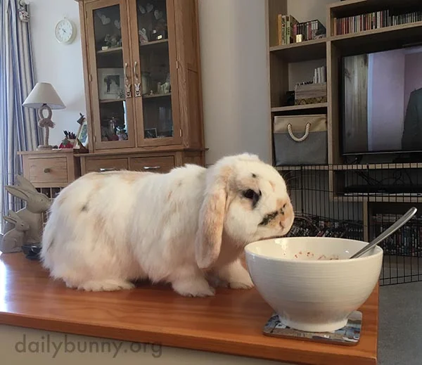 Bunny Hopes Human's Breakfast Can Also Be Bunny's Breakfast