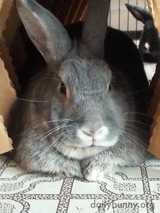 Bunny Has an Admirer