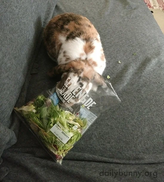 Bunny Is Making the Most of This Opportunity