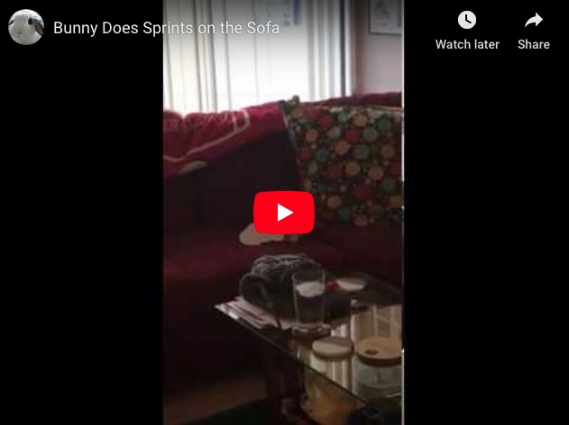 Bunny Does Sprints on the Sofa
