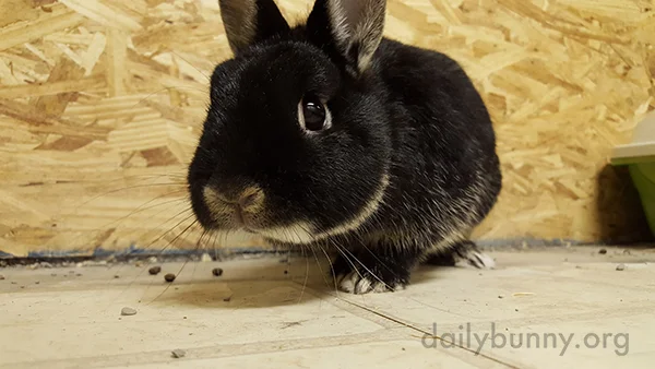A Human's Sweet Goodbye to Her Bunnies 2