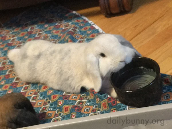 Bunny Savagely Attacks Her Bowl