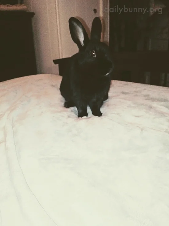 Time to Wake Up! It's Bun O'Clock! — The Daily Bunny