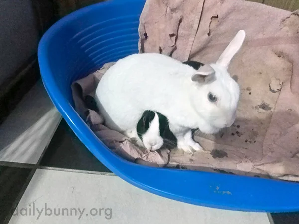 Bunny Will Forfeit the Wrestling Match If It Means She Gets Cuddles from Her Friend