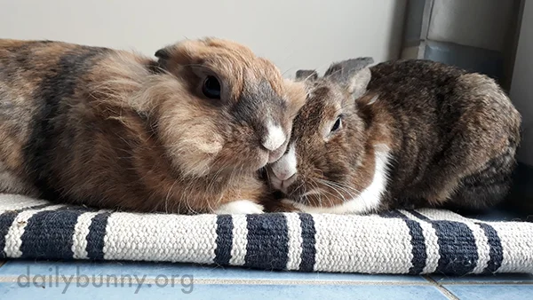 These Bunnies Are Clearly Nuzzling Experts