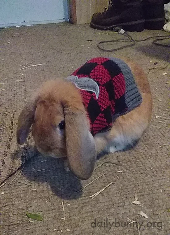 Bunny Is Thankful for a Lot of Things, But Not This Sweater