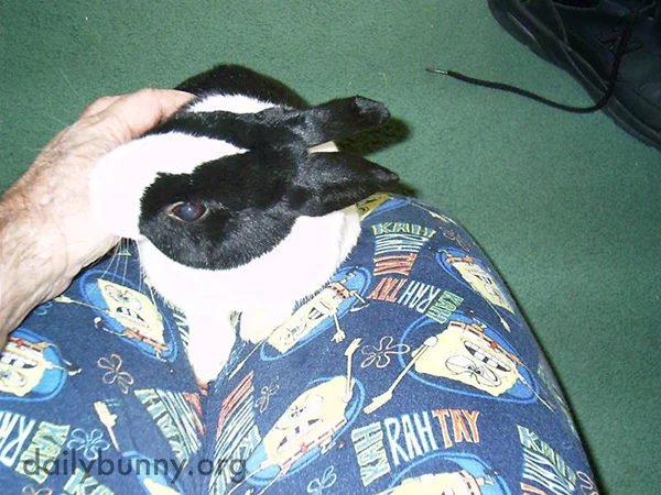 Bunny Exchanges Kisses for Scratches
