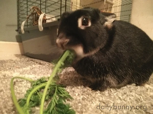 Bunny Will Make Quick Work of Those Greens
