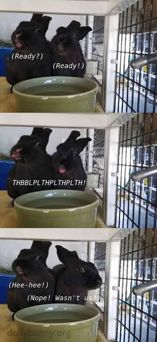 Cheeky Bunnies Blow a Raspberry at the Camera